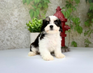 10 week old Cavachon Puppy For Sale - Puppy Love PR