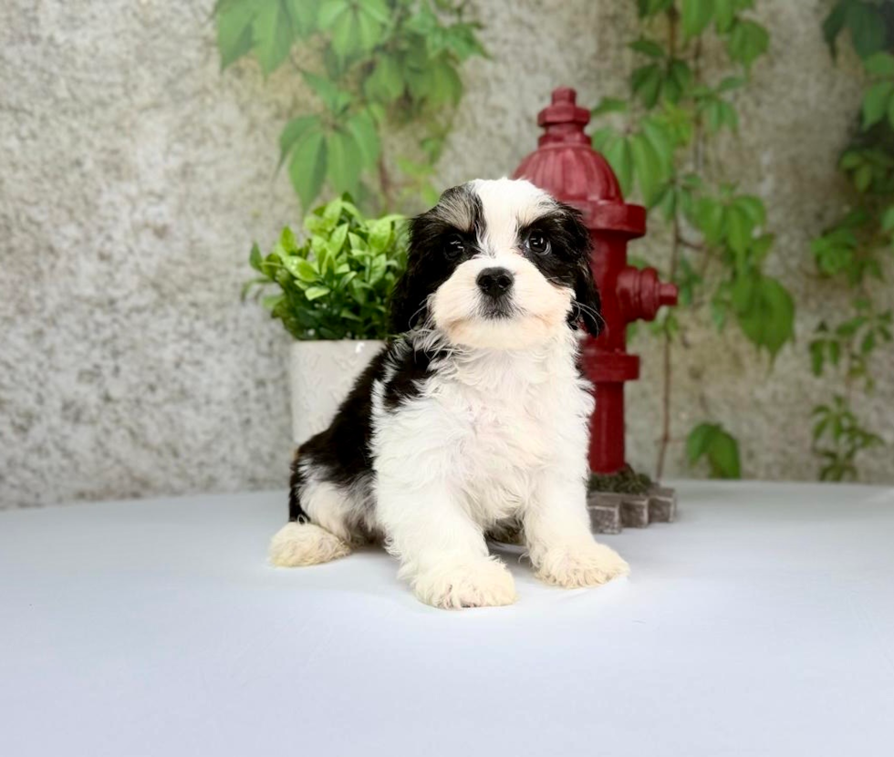 Cute Cavachon Baby