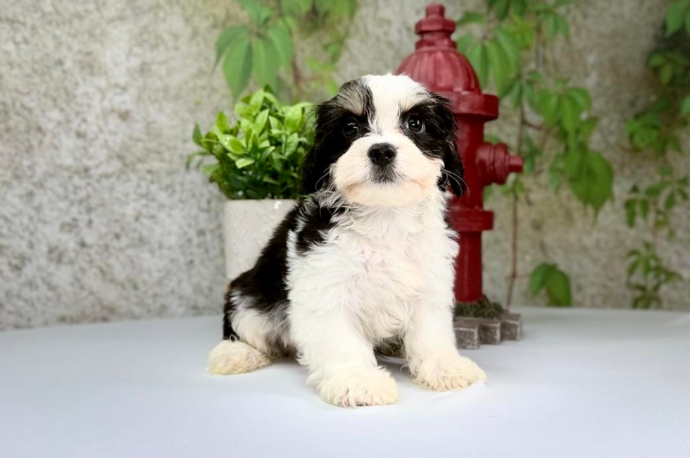 10 week old Cavachon Puppy For Sale - Puppy Love PR