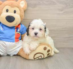 6 week old Cavachon Puppy For Sale - Puppy Love PR