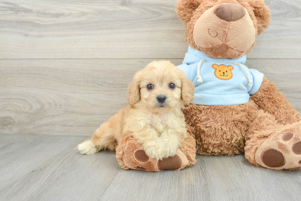 Cavachon Puppy for Adoption