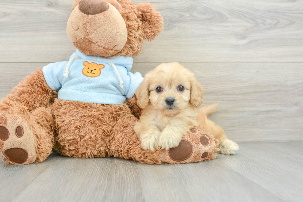 Smart Cavachon Designer Pup