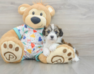 8 week old Cavachon Puppy For Sale - Puppy Love PR