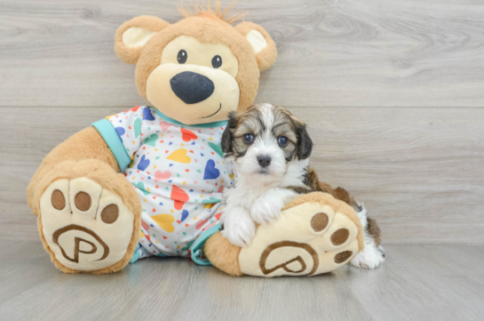 Happy Cavachon Baby