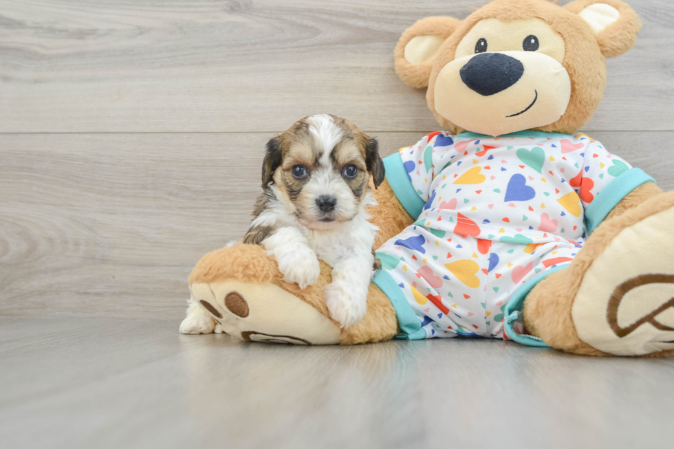 Cavachon Pup Being Cute