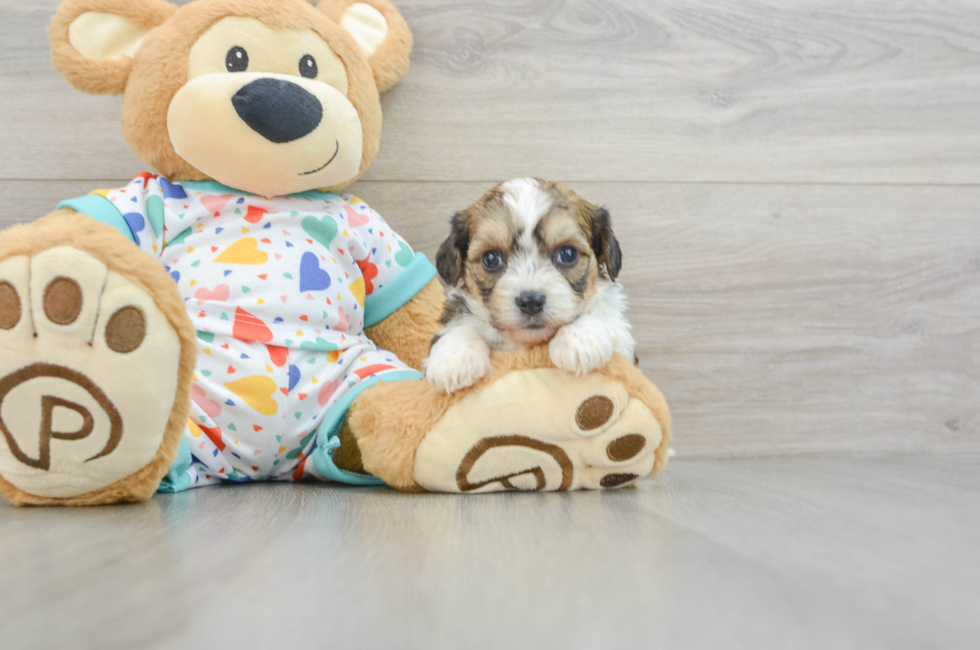 5 week old Cavachon Puppy For Sale - Puppy Love PR