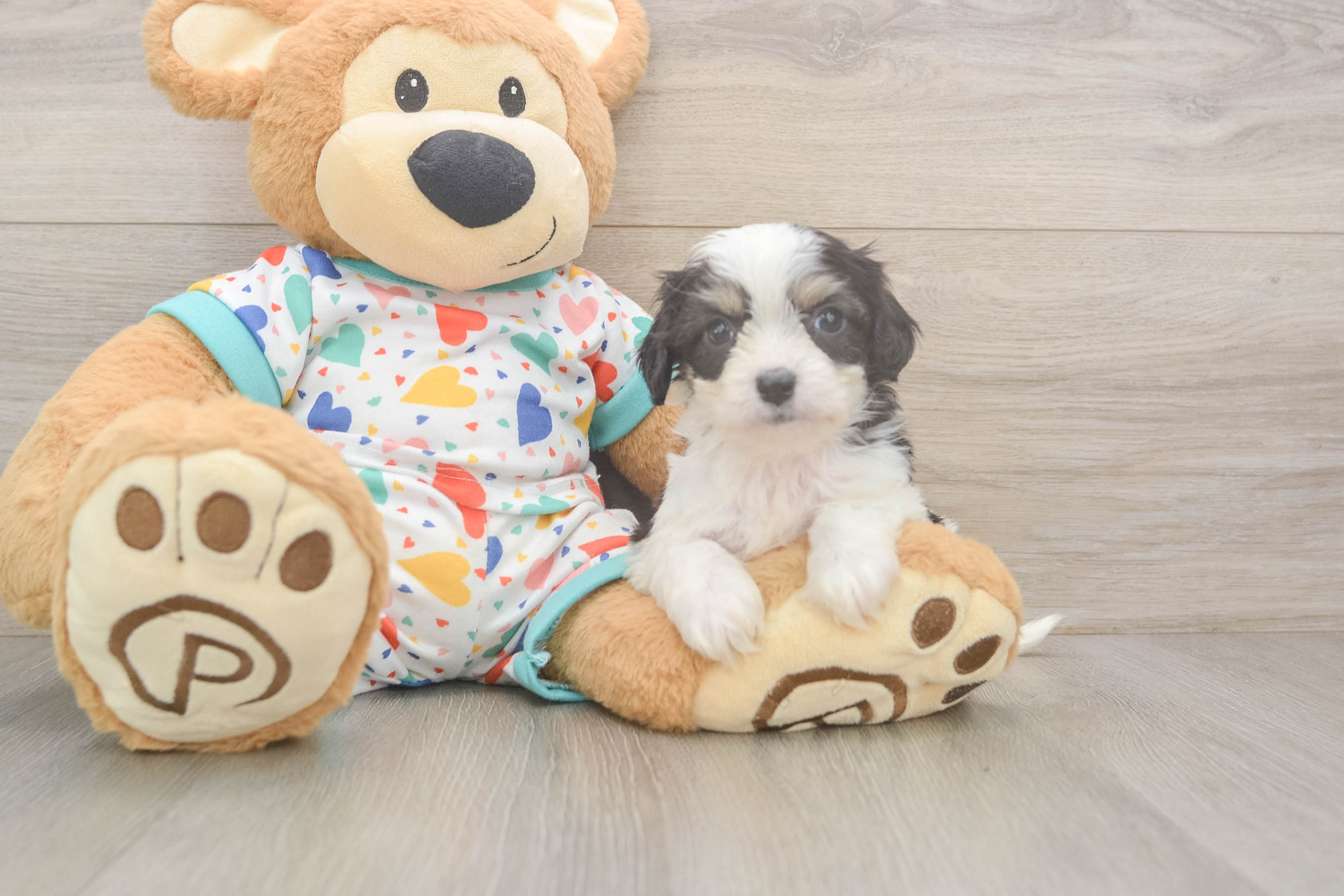 Hypoallergenic Cavalier Bichon Designer Puppy