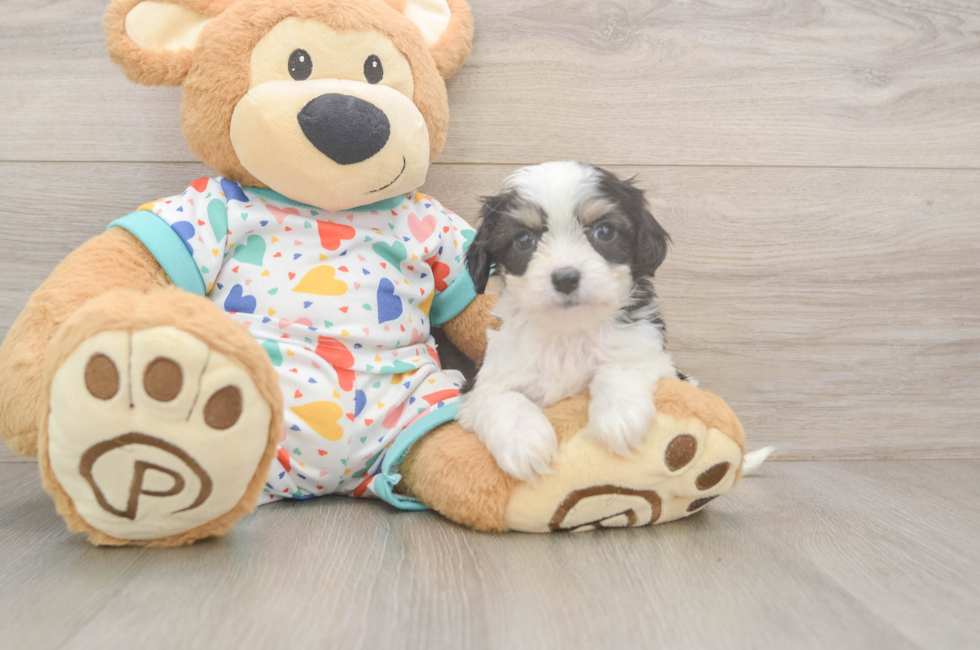 6 week old Cavachon Puppy For Sale - Puppy Love PR