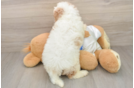 Cavachon Puppy for Adoption