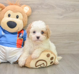 6 week old Cavachon Puppy For Sale - Puppy Love PR