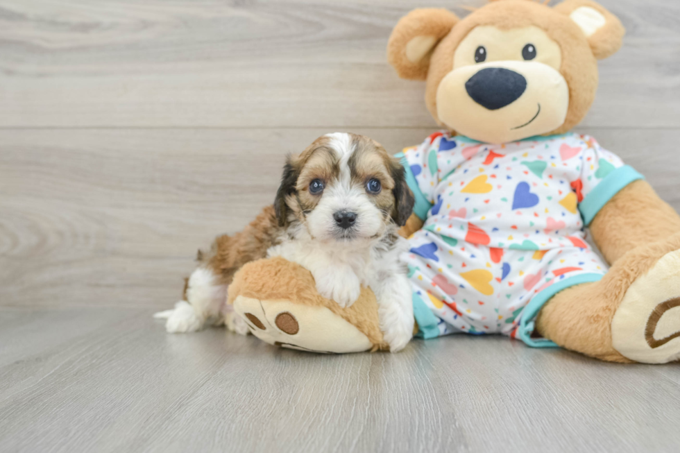 Best Cavachon Baby