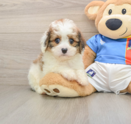 6 week old Cavachon Puppy For Sale - Puppy Love PR