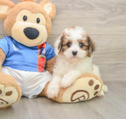 10 week old Cavachon Puppy For Sale - Puppy Love PR