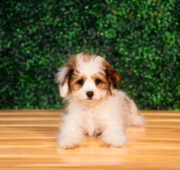 10 week old Cavachon Puppy For Sale - Puppy Love PR