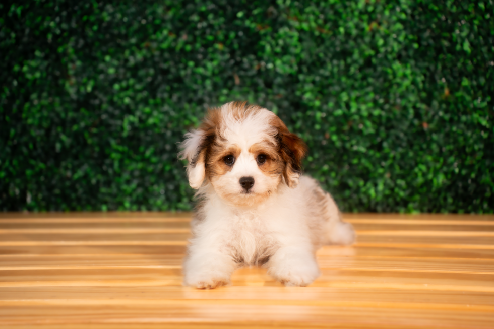 Cute Cavalier Bichon Designer Puppy