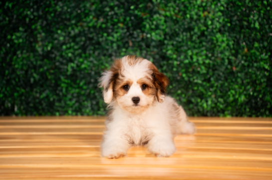 Cute Cavalier Bichon Designer Puppy