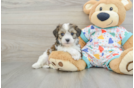 Cavachon Pup Being Cute