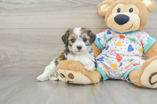 Cavachon Pup Being Cute