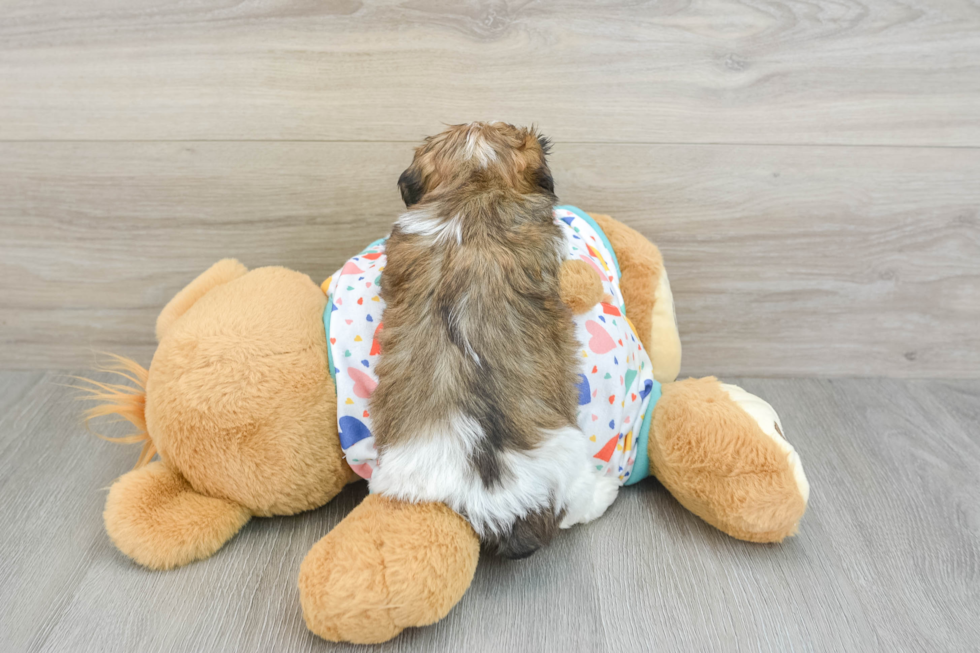 Playful Cavalier Bichon Designer Puppy