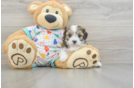 Playful Cavalier Bichon Designer Puppy