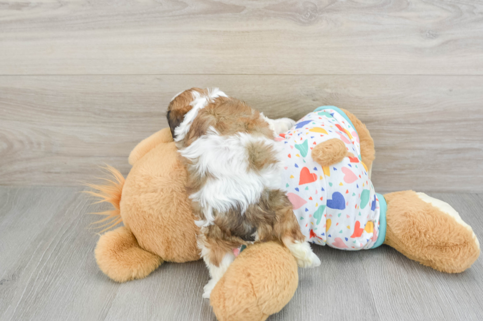 Cavachon Pup Being Cute