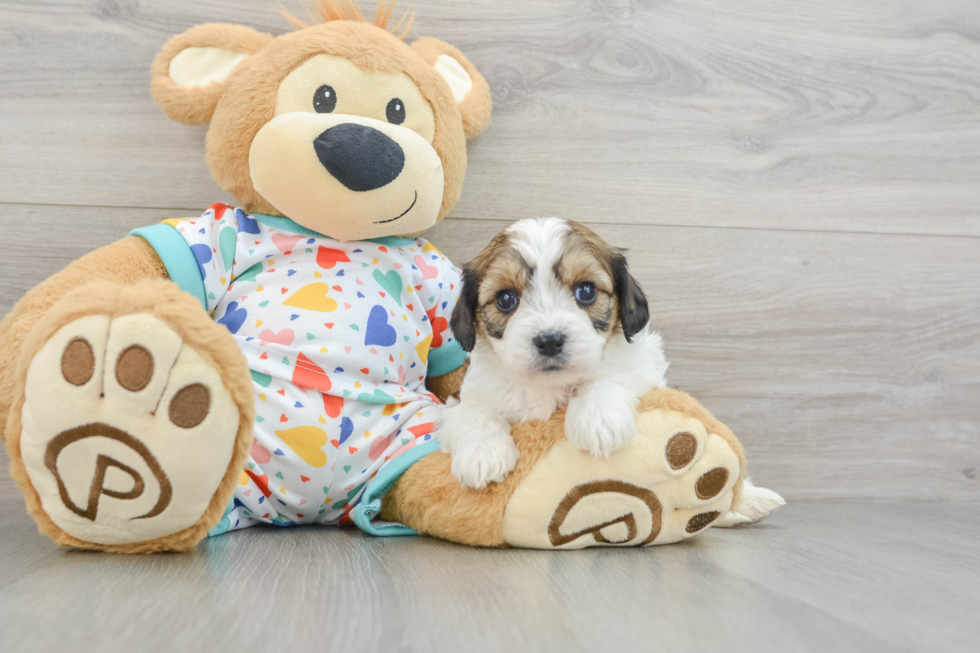 Small Cavachon Baby