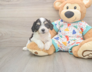6 week old Cavachon Puppy For Sale - Puppy Love PR