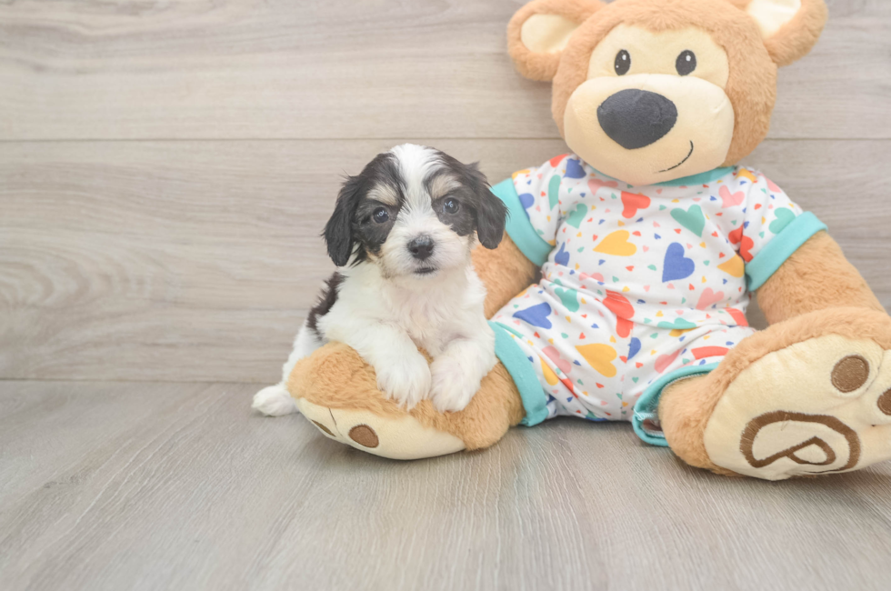 6 week old Cavachon Puppy For Sale - Puppy Love PR