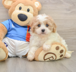 6 week old Cavachon Puppy For Sale - Puppy Love PR