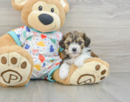 8 week old Cavachon Puppy For Sale - Puppy Love PR