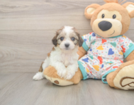 6 week old Cavachon Puppy For Sale - Puppy Love PR