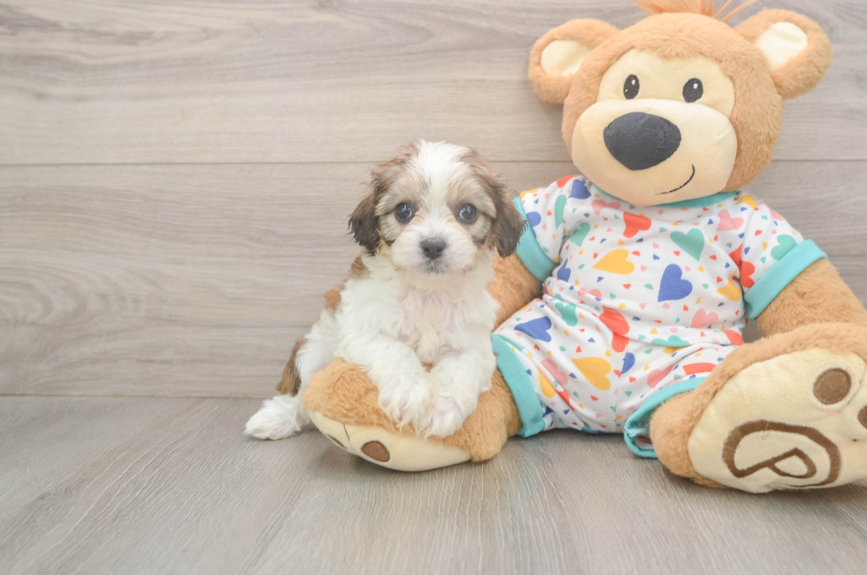6 week old Cavachon Puppy For Sale - Puppy Love PR