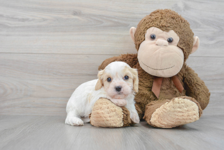 Meet June - our Cavachon Puppy Photo 1/3 - Puppy Love PR Playful Cavalier Designer Puppy