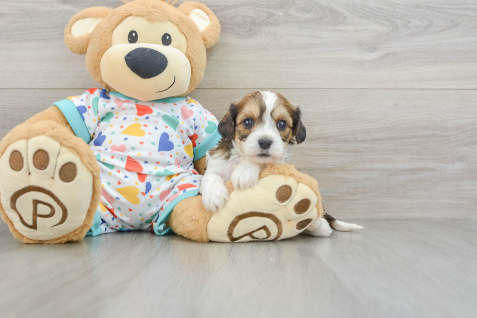 Cute Cavachon Baby