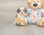 6 week old Cavachon Puppy For Sale - Puppy Love PR