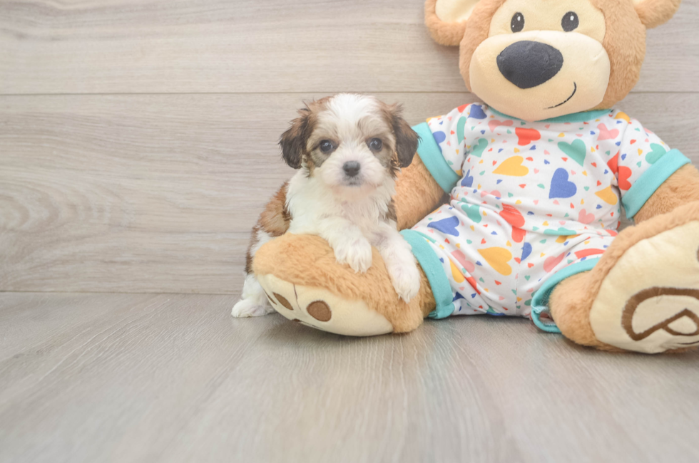 6 week old Cavachon Puppy For Sale - Puppy Love PR