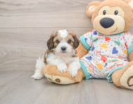 5 week old Cavachon Puppy For Sale - Puppy Love PR