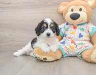 6 week old Cavachon Puppy For Sale - Puppy Love PR