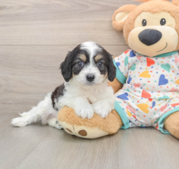 6 week old Cavachon Puppy For Sale - Puppy Love PR