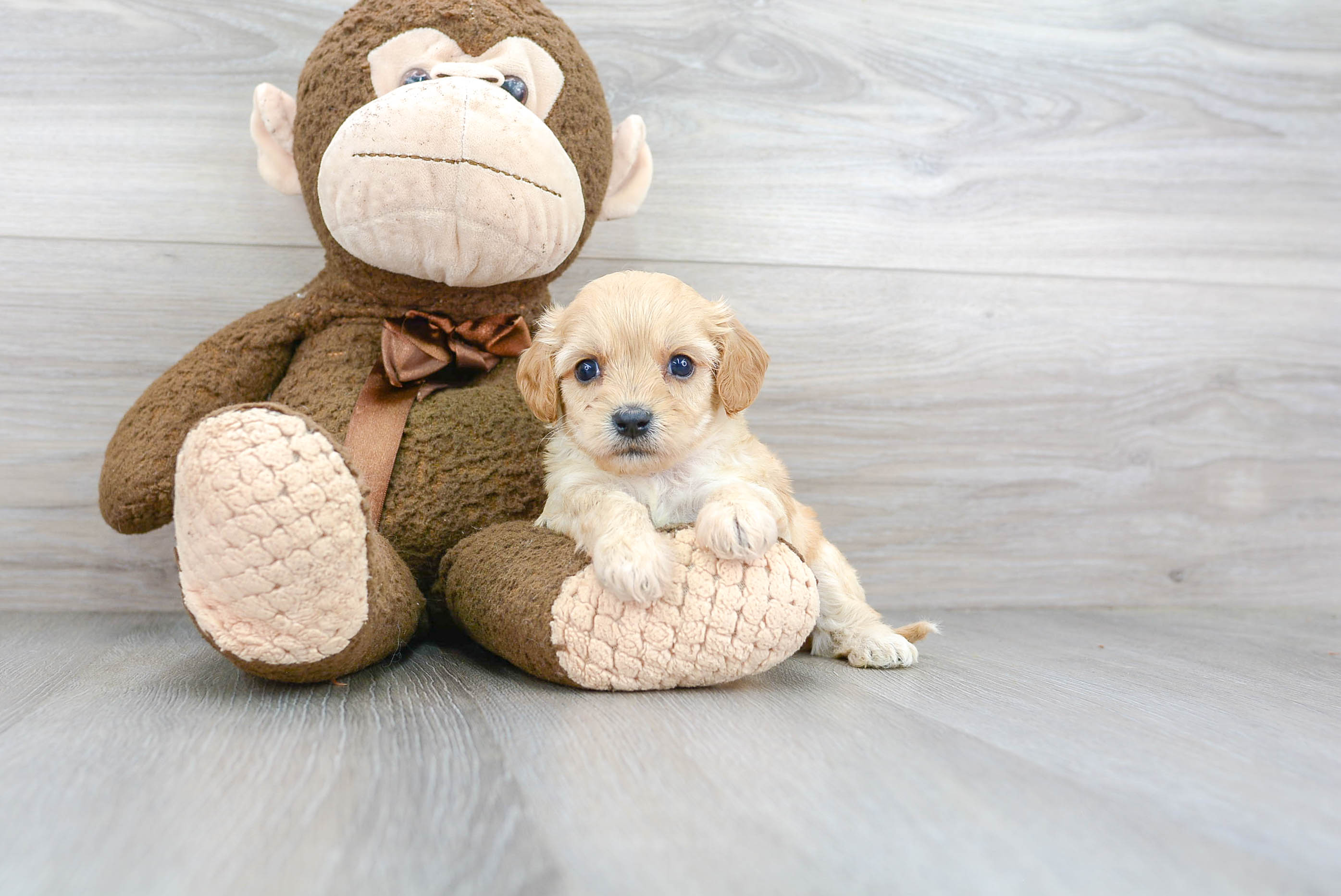 Cavachon Puppy for Adoption