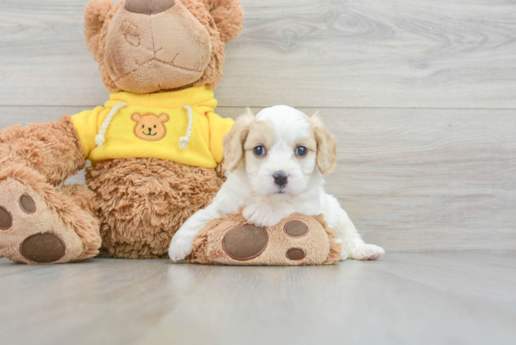 Meet Karl - our Cavachon Puppy Photo 1/3 - Puppy Love PR Cavachon Pup Being Cute