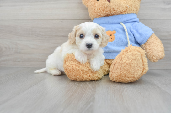 Best Cavachon Baby