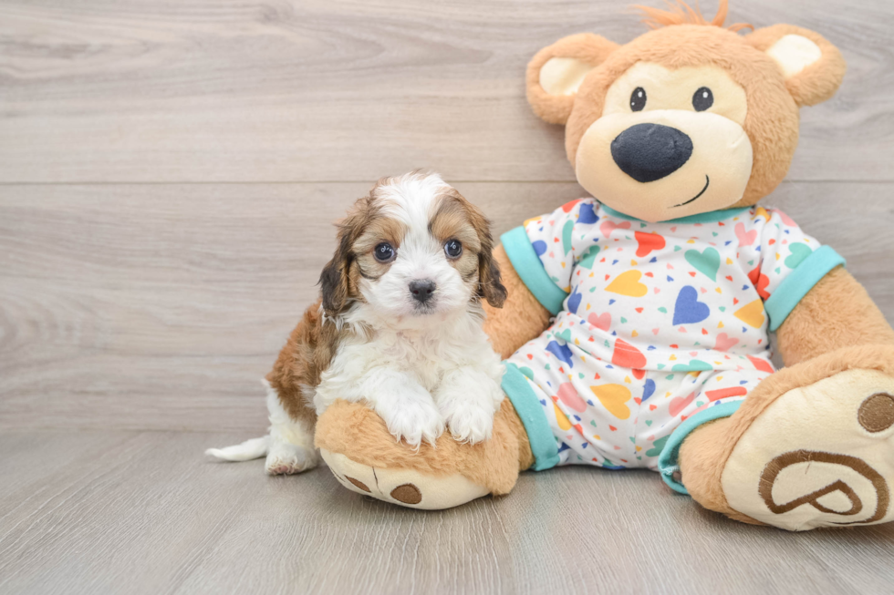 Playful Cavalier Bichon Designer Puppy