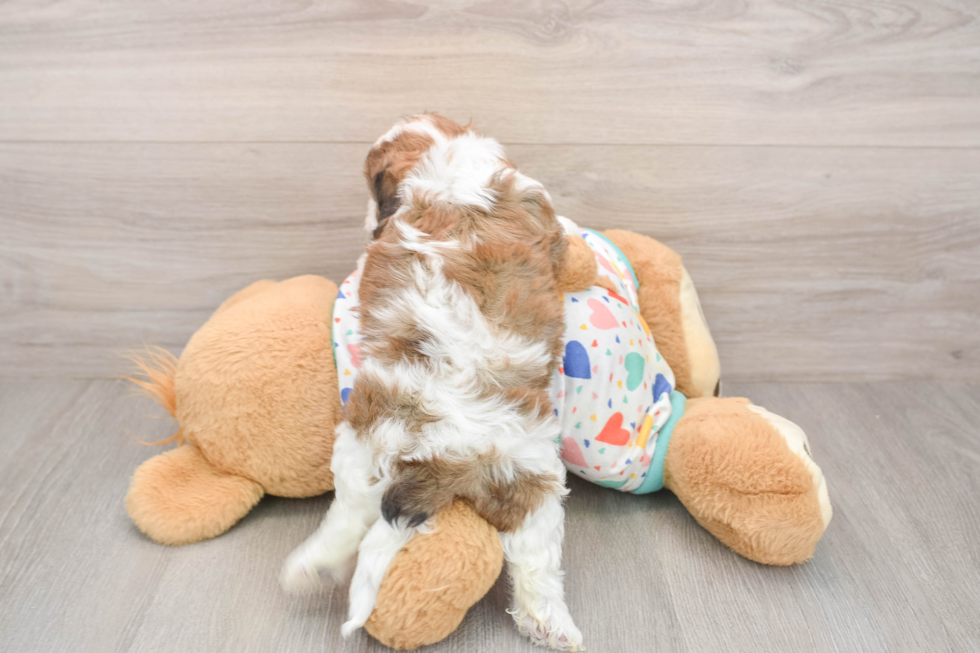 Cavachon Pup Being Cute