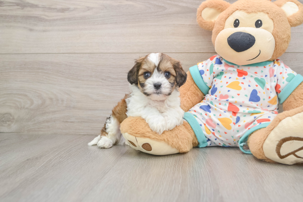 Popular Cavachon Designer Pup