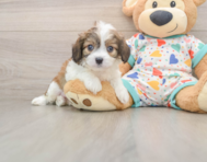 6 week old Cavachon Puppy For Sale - Puppy Love PR