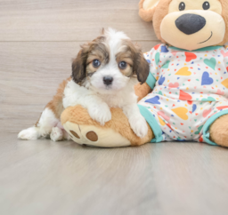 6 week old Cavachon Puppy For Sale - Puppy Love PR