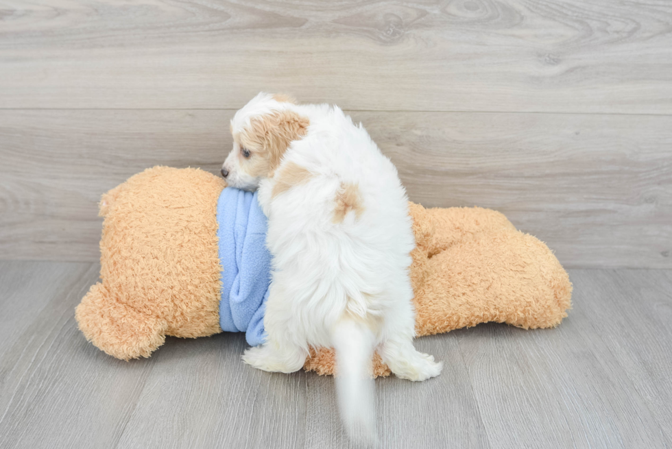 Sweet Cavachon Baby