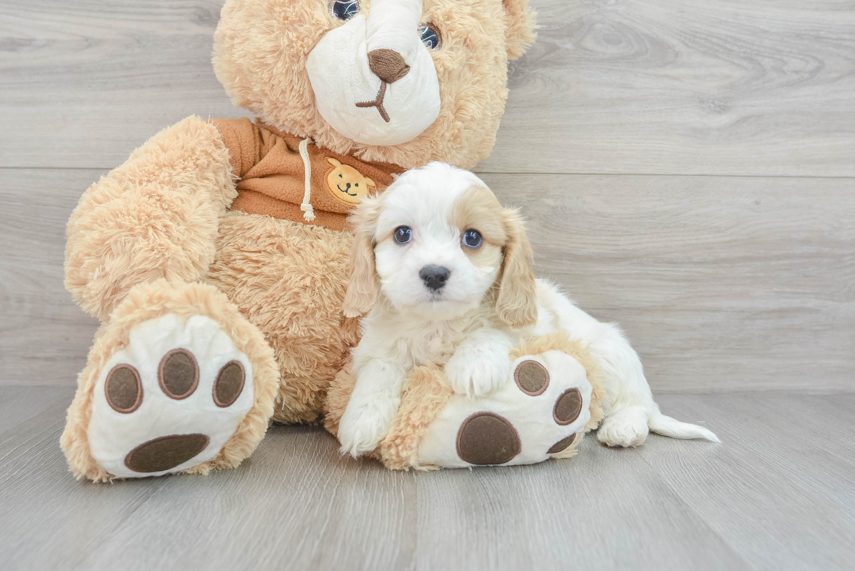 Cavachon best sale teddy bear