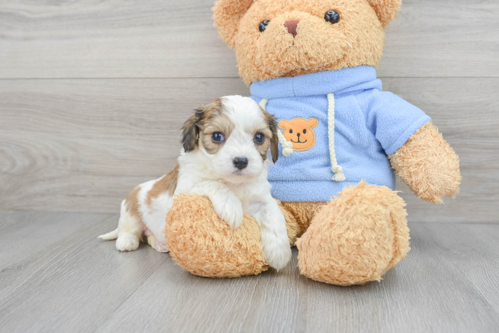 Fluffy Cavachon Designer Pup